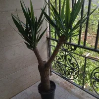 گل یوکا تنه دار دو شاخه