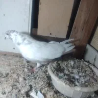 تعداد‌۱۰‌عدد‌کبوتر‌پرشی‌بفروش‌میرسد|پرنده|پلدشت, |دیوار