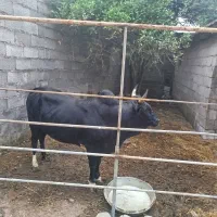 ورزا چالوسی