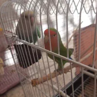 طوطی برزیلی|پرنده|گلستان (تهران), |دیوار