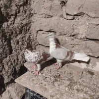 کبوتر تهرانی|پرنده|کرمانشاه, |دیوار