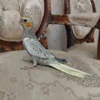 جوجه عروس هلندی|پرنده|محمدشهر, ولدآباد|دیوار