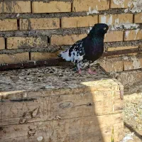 دارخوین|پرنده|شادگان, |دیوار