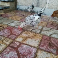 سلام مرغ تخم گذرار|حیوانات مزرعه|برازجان, |دیوار