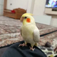 فرو ش عروس هلندی