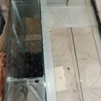 آکواریوم|ماهی|اصفهان, روشن‌دشت|دیوار