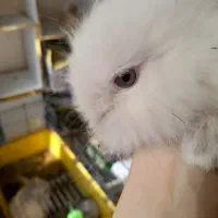 خرگوش کوچولولپ