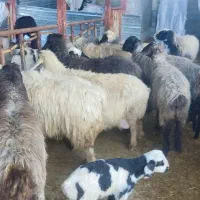 میش داشتی باقوچ