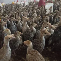 جوجه بوقلمون یکروزه و یکماهه