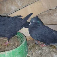 زاغ|پرنده|بم, |دیوار