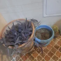 فروش گل و گلدان حراج ارزان|گل و گیاه طبیعی|اصفهان, باغ فدک|دیوار