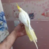 عروس هلندی ماده|پرنده|تهران, خانیآباد|دیوار