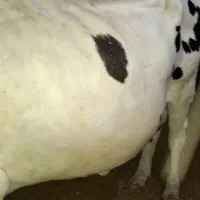 فروش ۲ راس گاو به قیمت  مناسب|حیوانات مزرعه|کشکوئیه, |دیوار