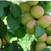 نهال زردآلو شاهرودی