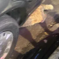 گربه خیابان راهنمایی