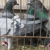 کبوترکفترپلاکی