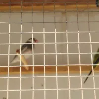 مرغ عشق|پرنده|قلعه نو, |دیوار