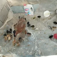 خروس و مرغ