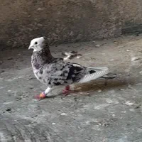 کبوتر شازده