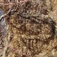 کاه ، علوفه و یونجه