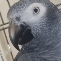 طوطی کاسکو