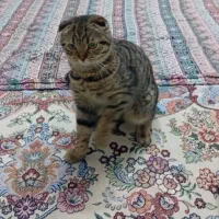 گربه میکس اسکاتیش و بریتیش