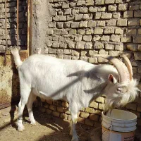 فروش نربزسانن