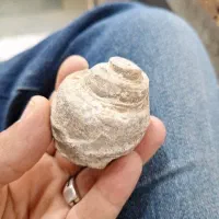 فسیل حلزونی سنگی