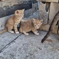 واگزاری رایگان گربه