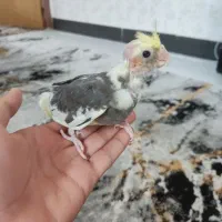 عروس هلندی|پرنده|کازرون, |دیوار