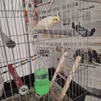 عروس هلندی ۵ ماهه