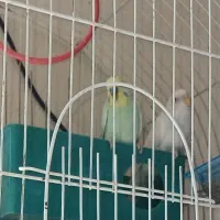 مرغ عشق ربینو