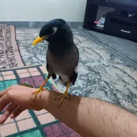 جوجه مینا 7ماه|پرنده|تهران, شهرک رضویه|دیوار