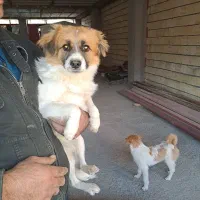 جک راسل تریر