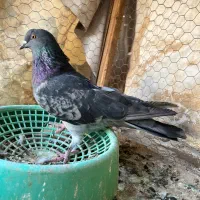 پرشی|پرنده|حمیدیا, |دیوار