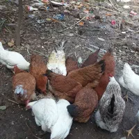 تعداد5عددمرغ ویک خروس