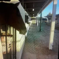 پانسیون اسب VIP اسلام آبادغرب