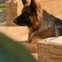 سگ ژرمن شولاین نر|سگ|لنگرود, |دیوار