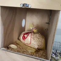 قفس پرنده بزرگ|لوازم جانبی حیوانات|قم, حاج زینل|دیوار