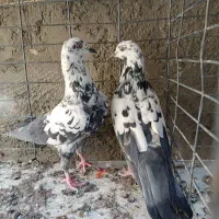 کبوتر|پرنده|سیرجان, |دیوار
