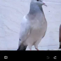 دوتا آلمانی سیاه ی جوجه سارگمشده