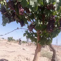 انگور یاقوتی(سرخک)|خوردنی و آشامیدنی|سبزوار, ایزی شهر|دیوار