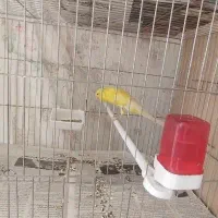 سهره نر و ماده