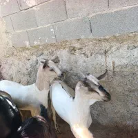 نر وماده صومال