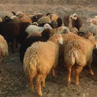 گوسفند  قربانی