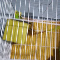 مرغ عشق|پرنده|بیرجند, |دیوار