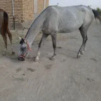 اسب ترکمن  ابست....|اسب و تجهیزات اسب‌سواری|گنبد کاووس, |دیوار