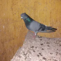 کبوتر  تهرانی پرش سنگین