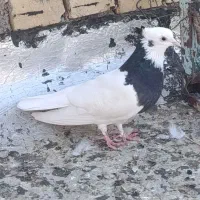 طوقی سیاه