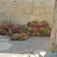 جارودستی